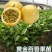 广西百香果苗四季种植台农百香嫁接苗黄金百香果嫁接苗