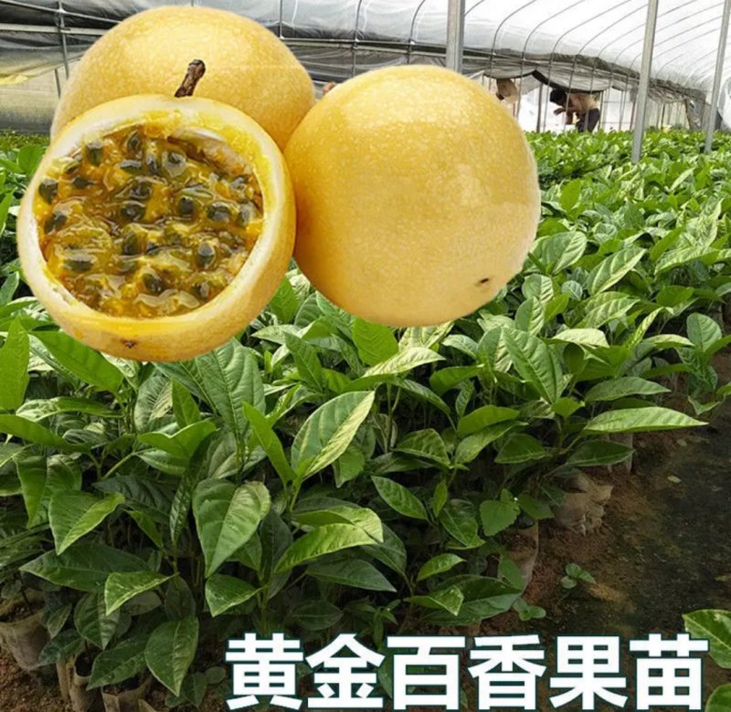 广西百香果苗四季种植台农百香嫁接苗黄金百香果嫁接苗