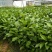 广西百香果苗四季种植台农百香嫁接苗黄金百香果嫁接苗