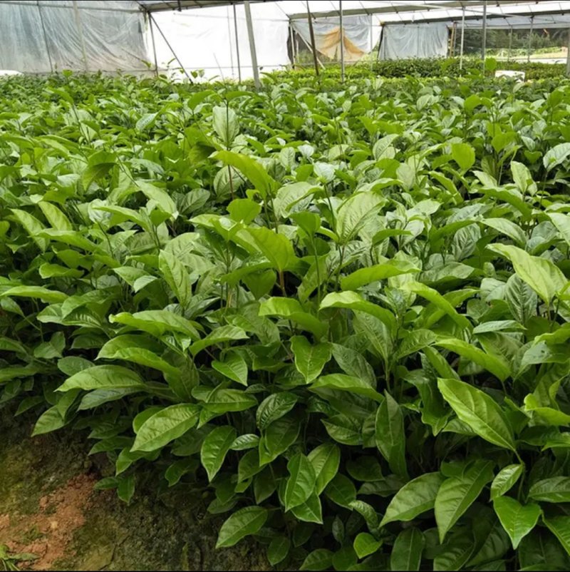 广西百香果苗四季种植台农百香嫁接苗黄金百香果嫁接苗