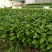 广西百香果苗四季种植台农百香嫁接苗黄金百香果嫁接苗