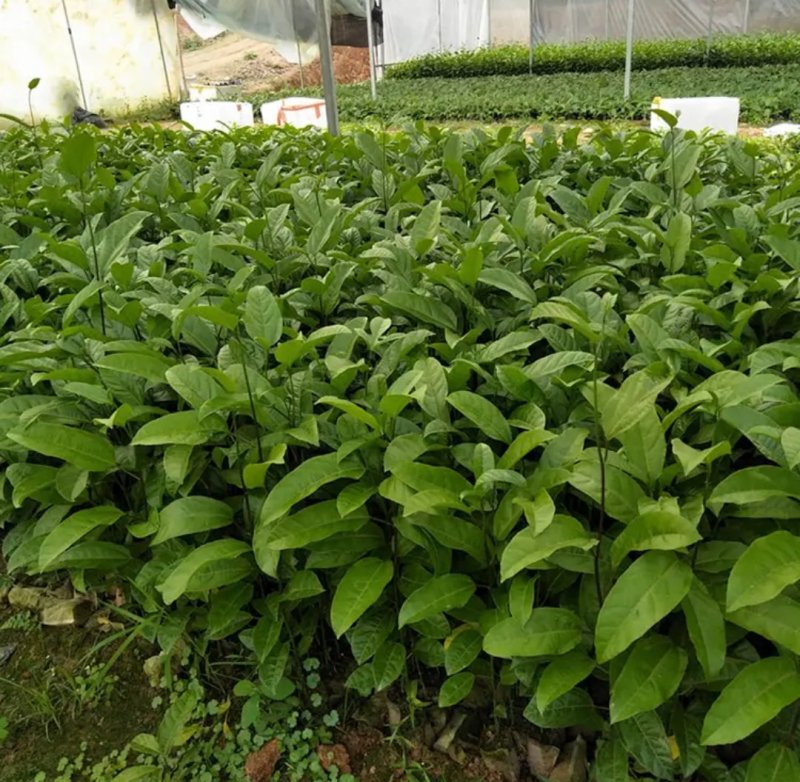 广西百香果苗四季种植台农百香嫁接苗黄金百香果嫁接苗