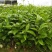 广西百香果苗四季种植台农百香嫁接苗黄金百香果嫁接苗