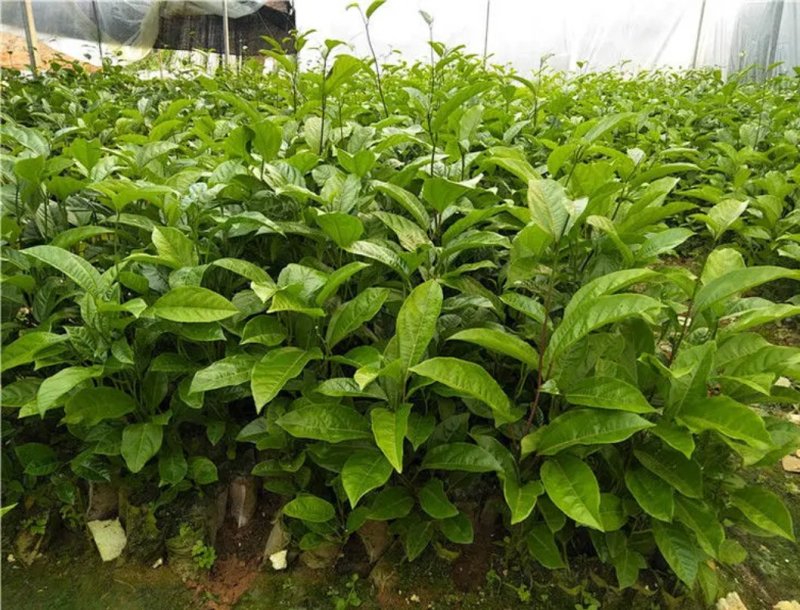 广西百香果苗四季种植台农百香嫁接苗黄金百香果嫁接苗