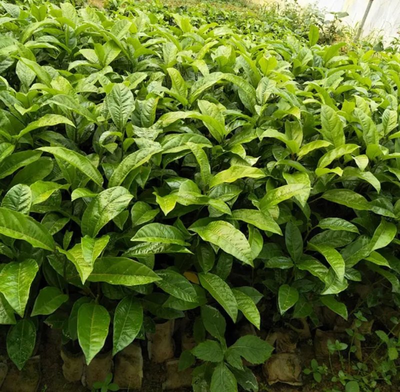 广西百香果苗四季种植台农百香嫁接苗黄金百香果嫁接苗