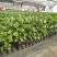 广西百香果苗四季种植台农百香嫁接苗黄金百香果嫁接苗