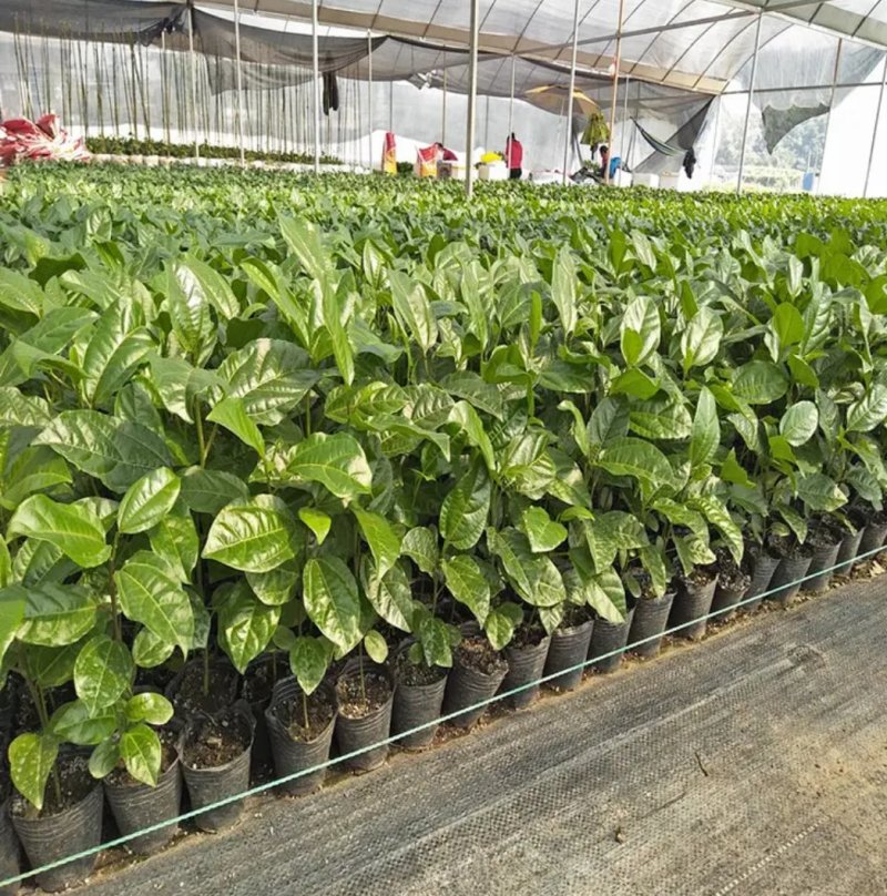 广西百香果苗四季种植台农百香嫁接苗黄金百香果嫁接苗