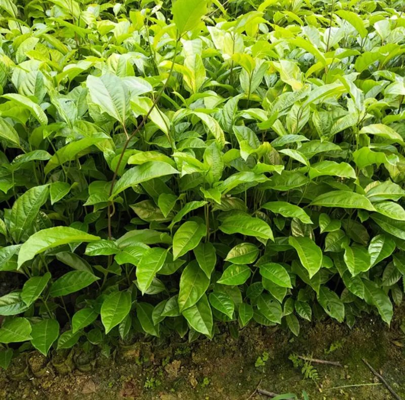 广西百香果苗四季种植台农百香嫁接苗黄金百香果嫁接苗