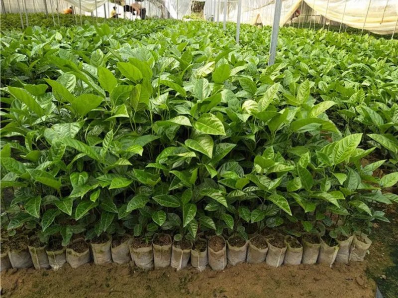 广西百香果苗四季种植台农百香嫁接苗黄金百香果嫁接苗