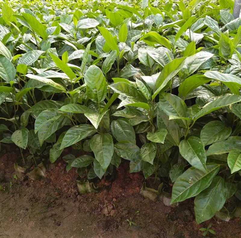 广西百香果苗四季种植台农百香嫁接苗黄金百香果嫁接苗