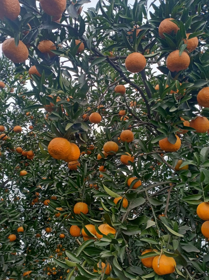 晚椪柑