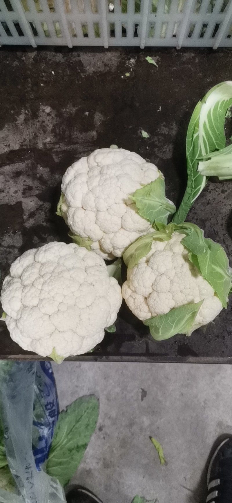 精品实花菜湖北基地直发价格美丽欢迎咨询