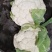 精品实花菜湖北基地直发价格美丽欢迎咨询