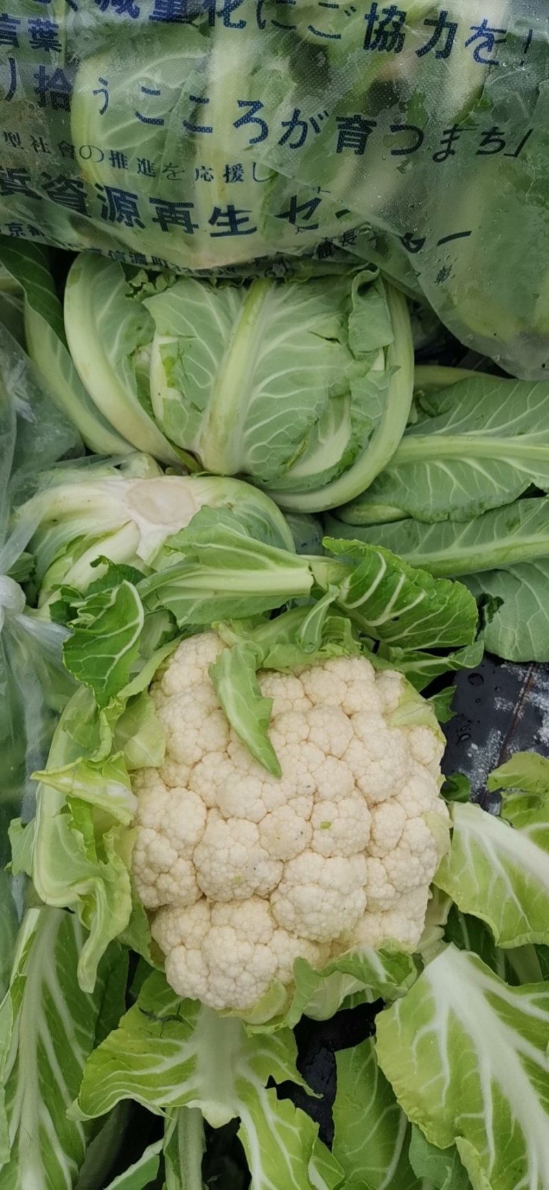 精品实花菜湖北基地直发价格美丽欢迎咨询