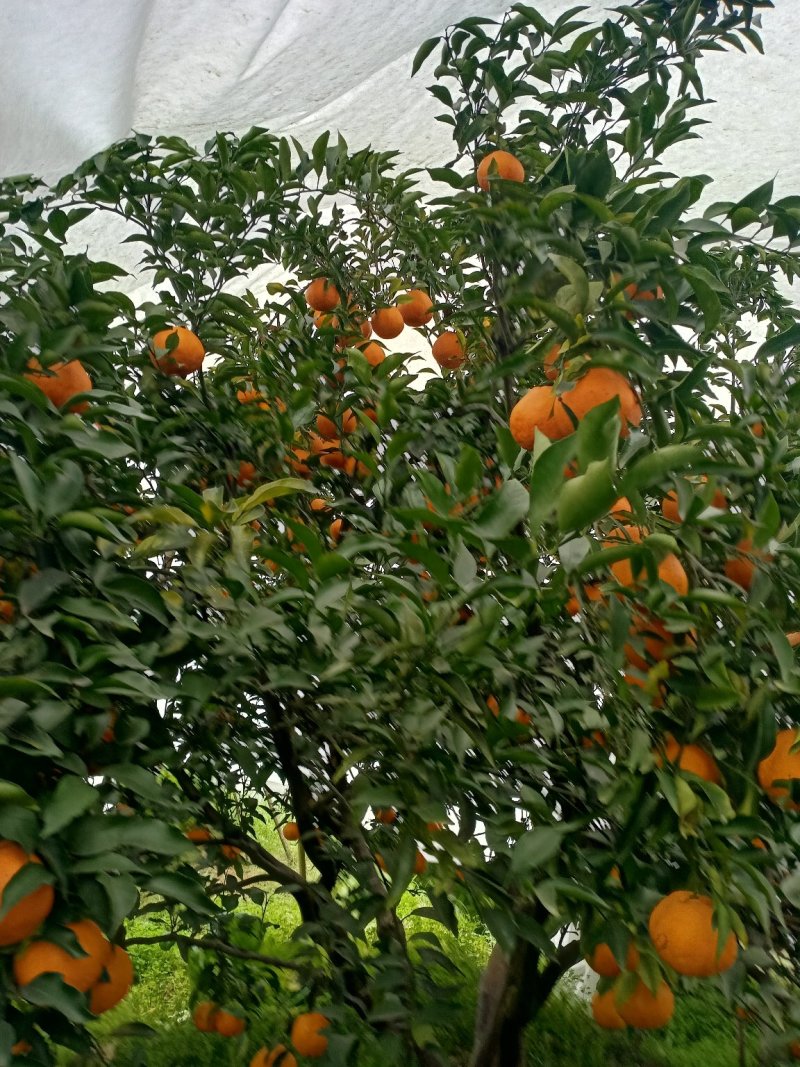 春见柑桔