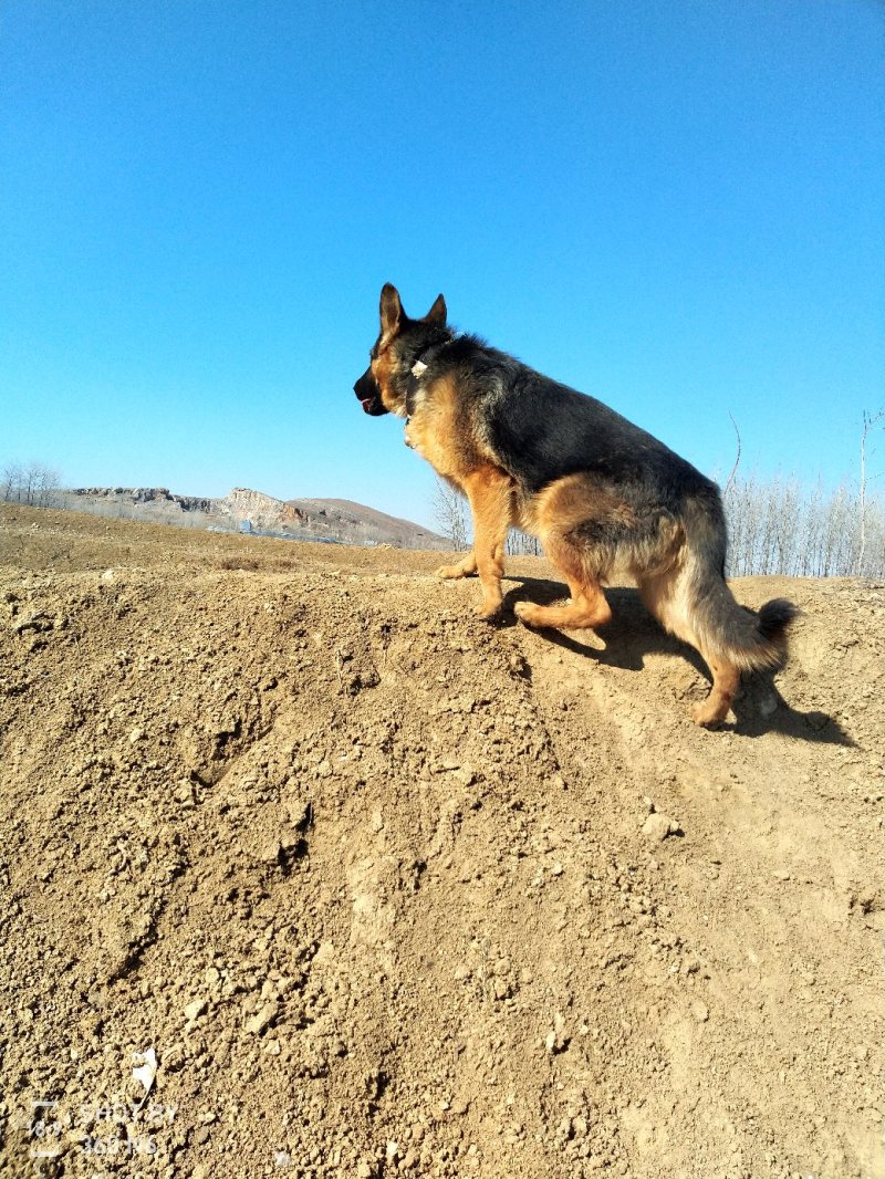 德国牧羊犬纯种，短毛好养，性格温顺！聪明！