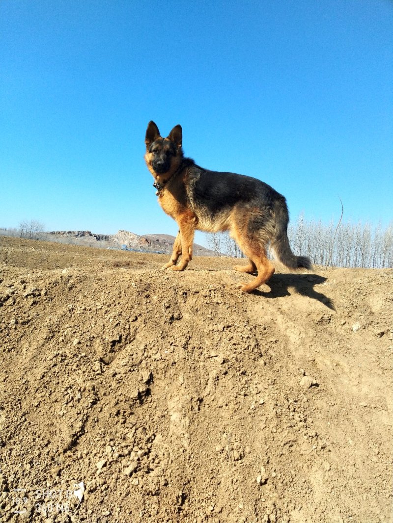 德国牧羊犬纯种，短毛好养，性格温顺！聪明！