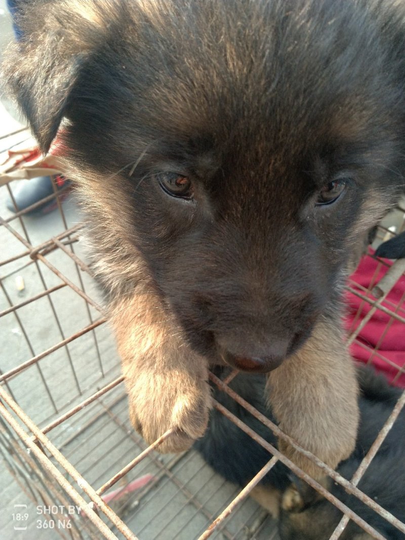 德国牧羊犬纯种，短毛好养，性格温顺！聪明！