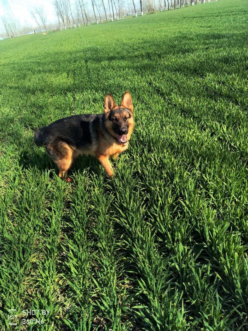 德国牧羊犬纯种，短毛好养，性格温顺！聪明！