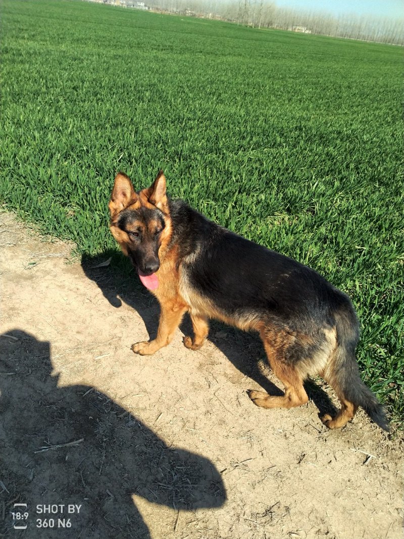 德国牧羊犬纯种，短毛好养，性格温顺！聪明！