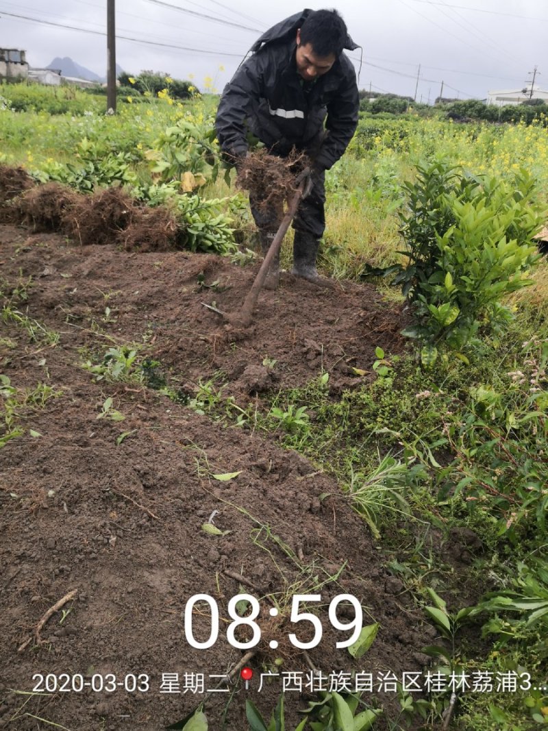 苗圃直销优质沃柑苗无籽沃柑苗粗壮苗靓现挖现发