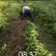苗圃直销优质沃柑苗无籽沃柑苗粗壮苗靓现挖现发