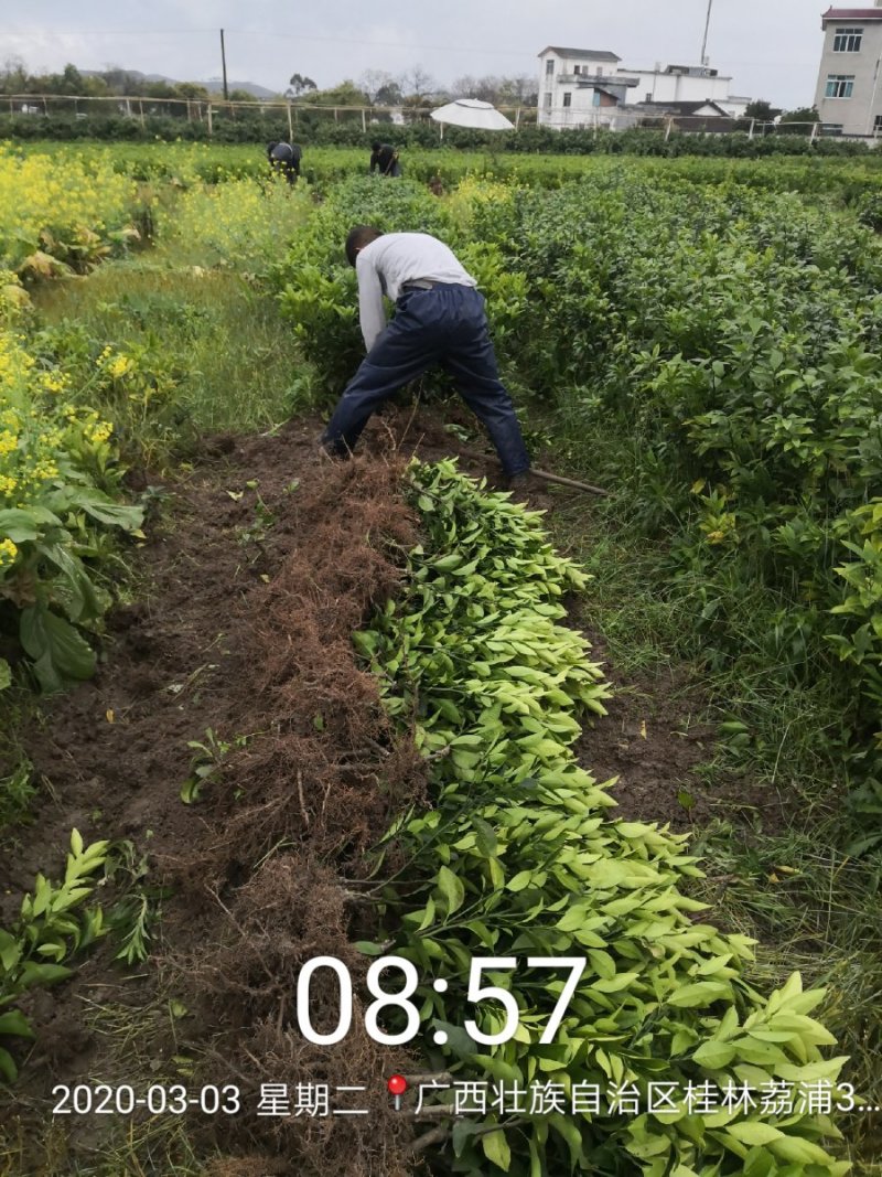 苗圃直销优质沃柑苗无籽沃柑苗粗壮苗靓现挖现发