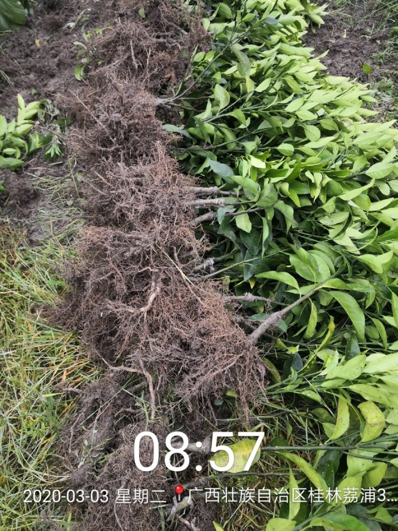 苗圃直销优质沃柑苗无籽沃柑苗粗壮苗靓现挖现发
