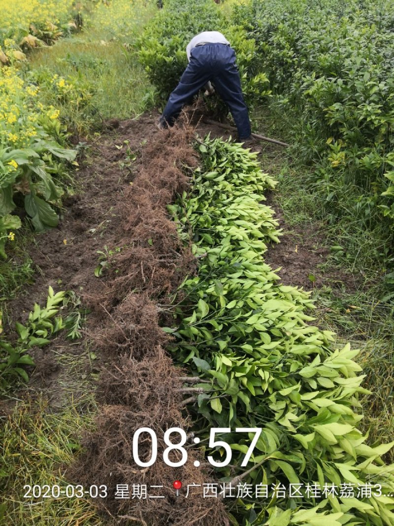 苗圃直销优质沃柑苗无籽沃柑苗粗壮苗靓现挖现发