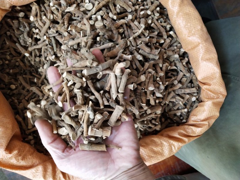 三白草，过塘藕，中药材三白草产地一手货源，批发零售