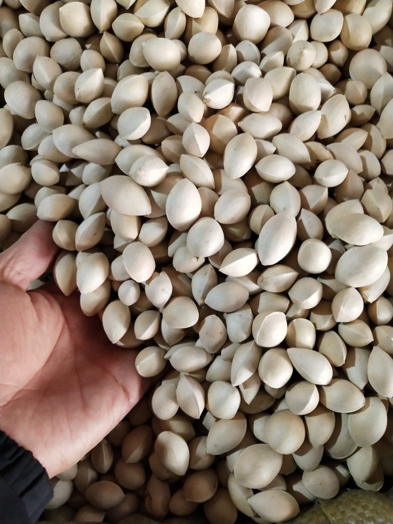 白果，中药银杏果，批发零售，产地一手货源
