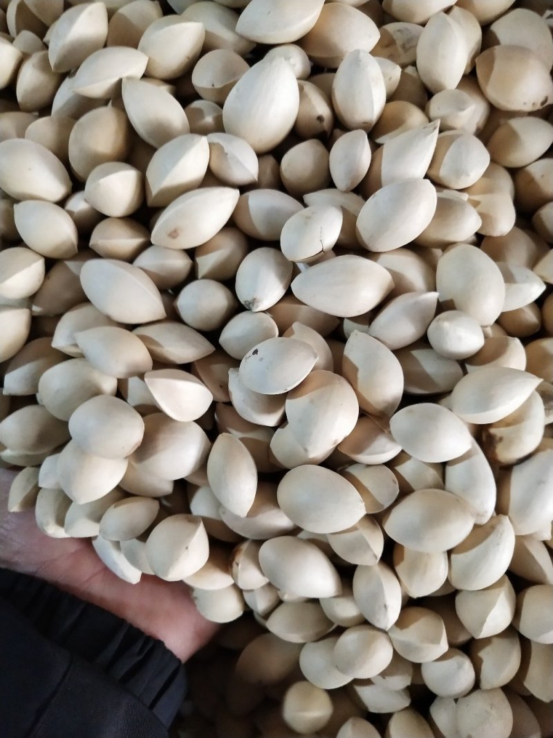 白果，中药银杏果，批发零售，产地一手货源