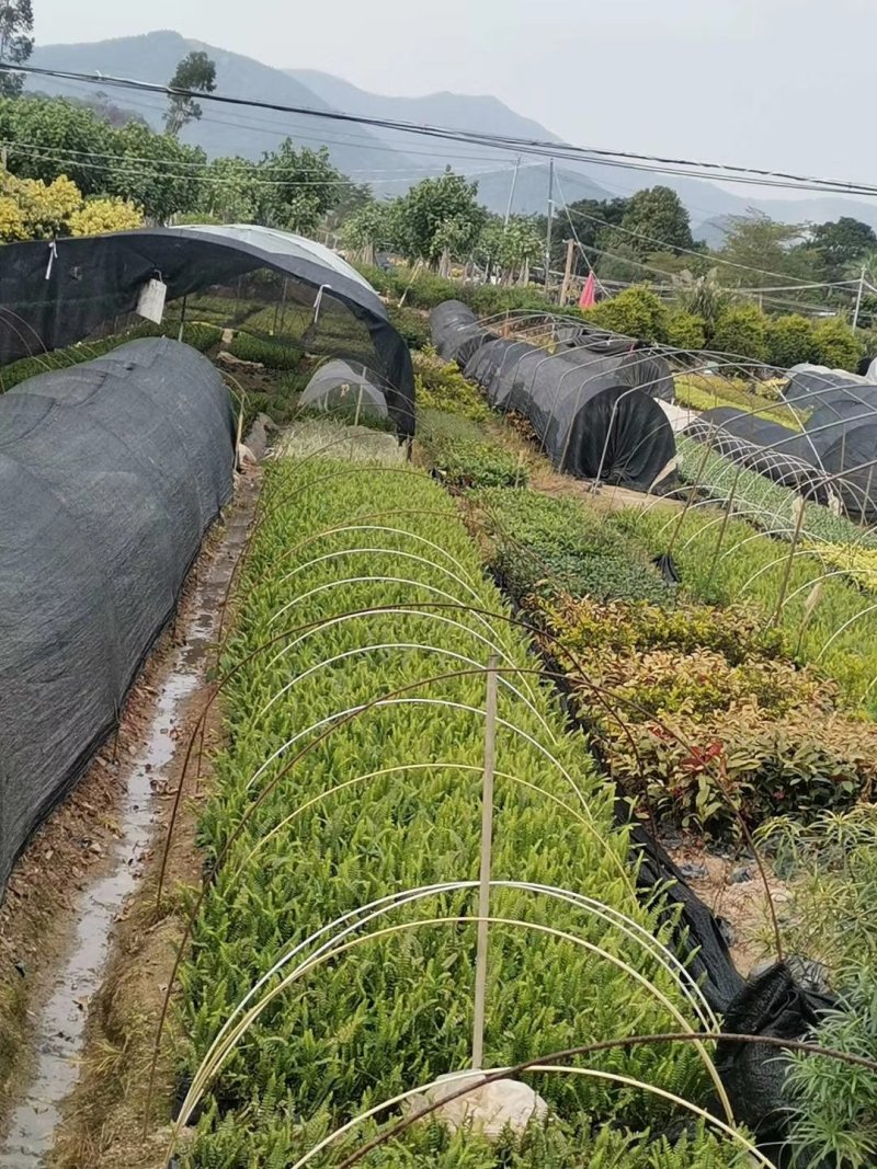 西瓜葡萄蔬菜二棚弓子厂家直销农用玻璃纤维杆弹力棒拱棚杆
