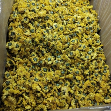 中药材黄贡菊，黄山贡菊产地一手货源，批发、零售
