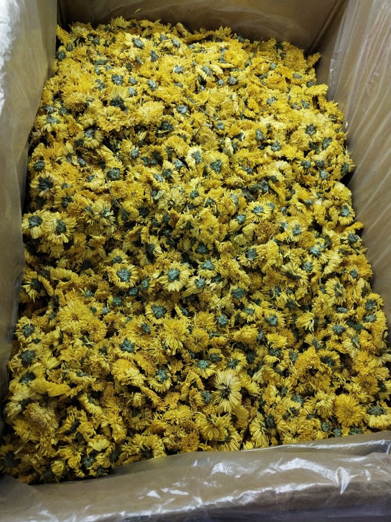 中药材黄贡菊，黄山贡菊产地一手货源，批发、零售