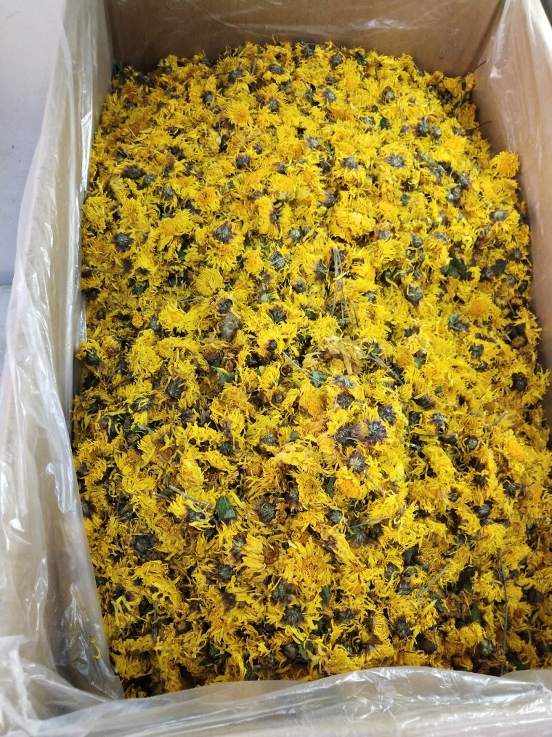 中药材黄贡菊，黄山贡菊产地一手货源，批发、零售