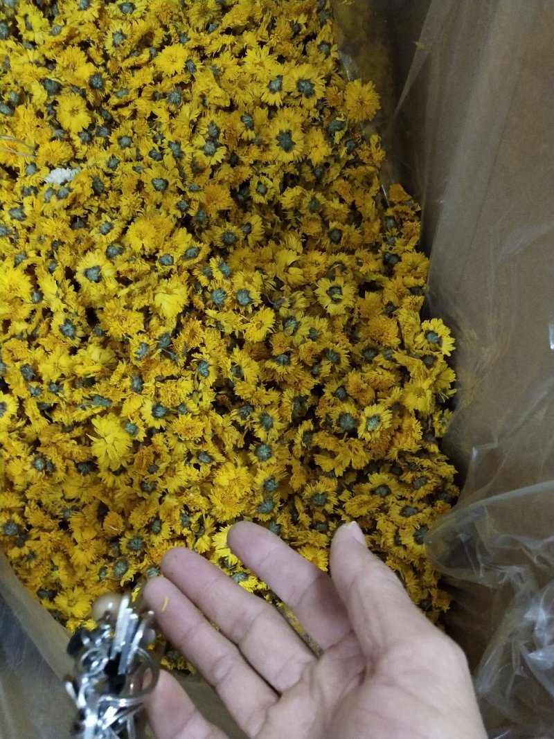 中药材黄贡菊，黄山贡菊产地一手货源，批发、零售