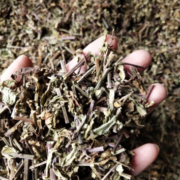 猫须草，肾茶，中药材猫须草，批发零售