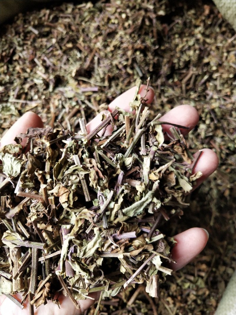 猫须草，肾茶，中药材猫须草，批发零售