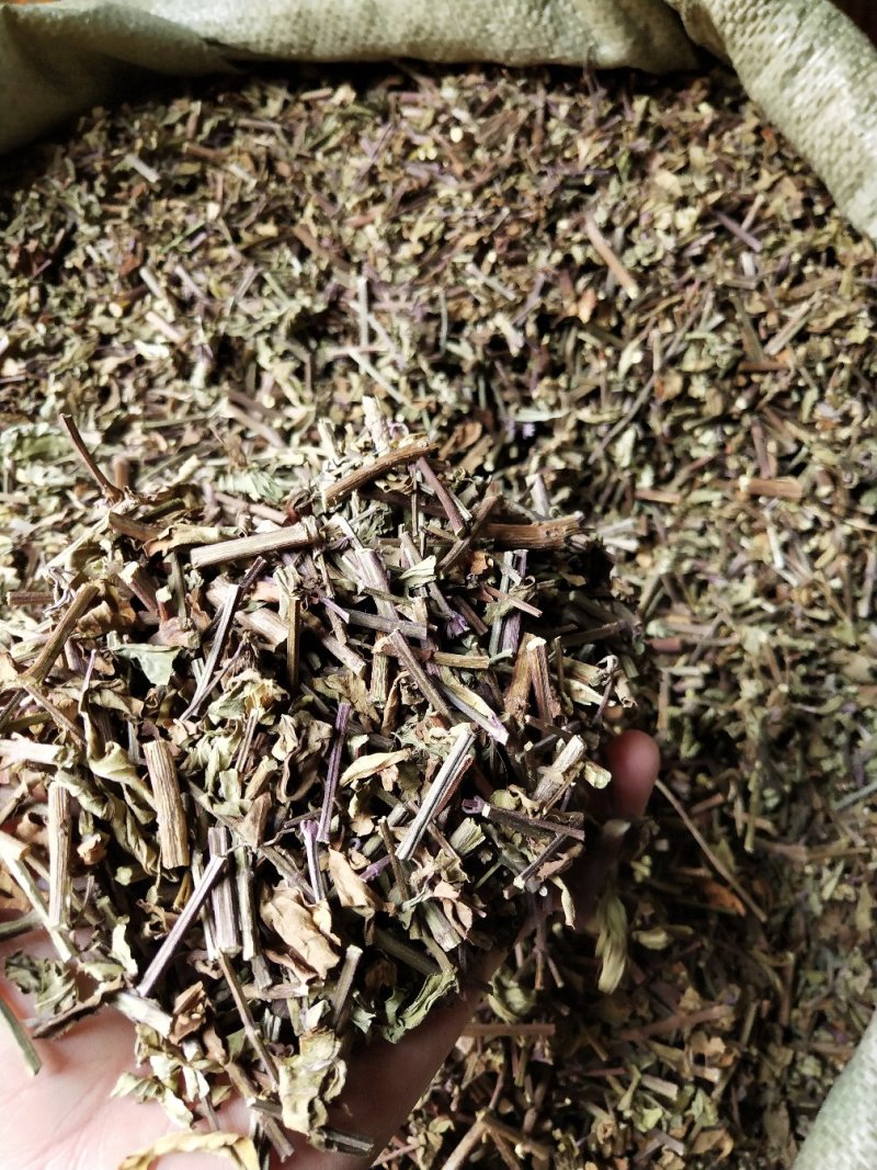 猫须草，肾茶，中药材猫须草，批发零售