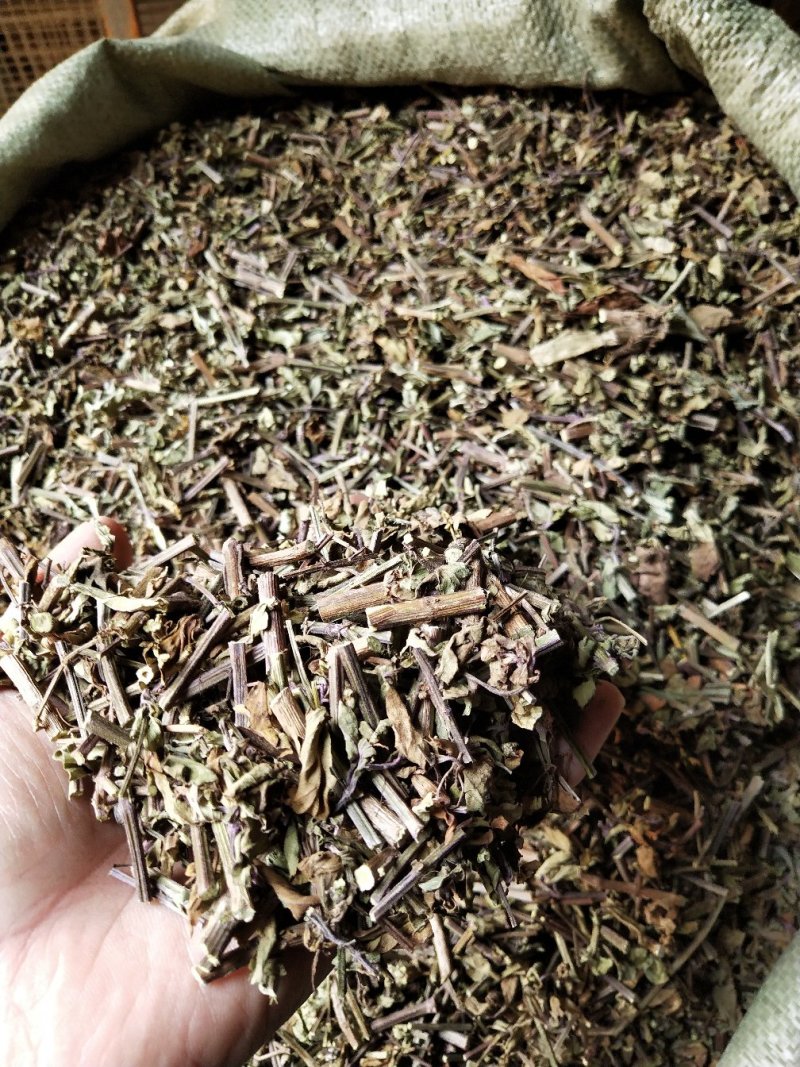 猫须草，肾茶，中药材猫须草，批发零售