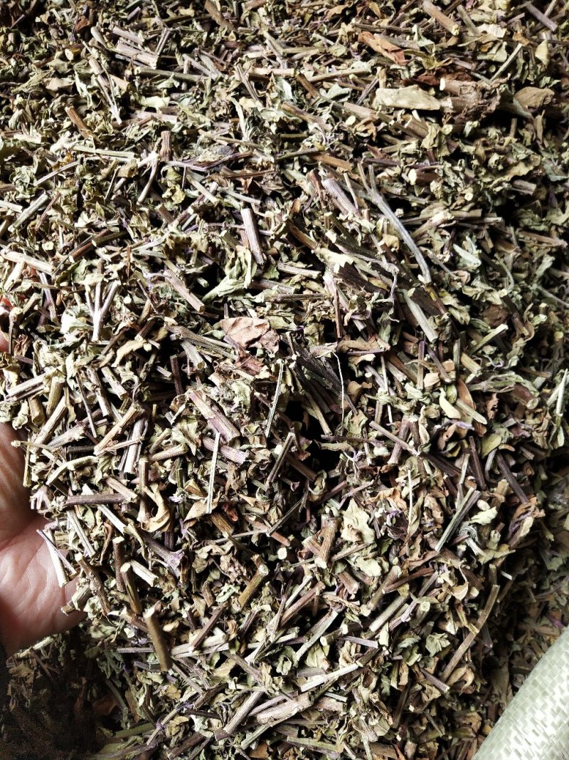 猫须草，肾茶，中药材猫须草，批发零售
