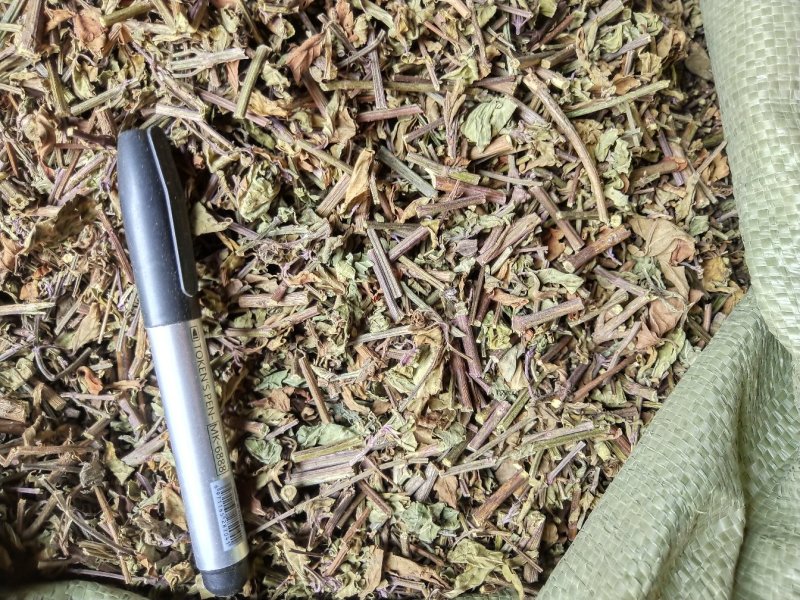 猫须草，肾茶，中药材猫须草，批发零售