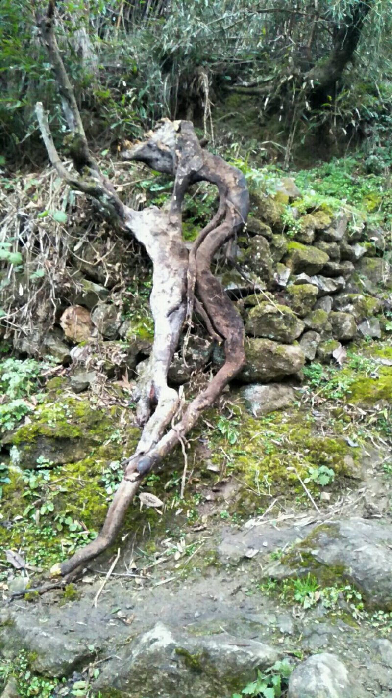 金蛋子下山桩