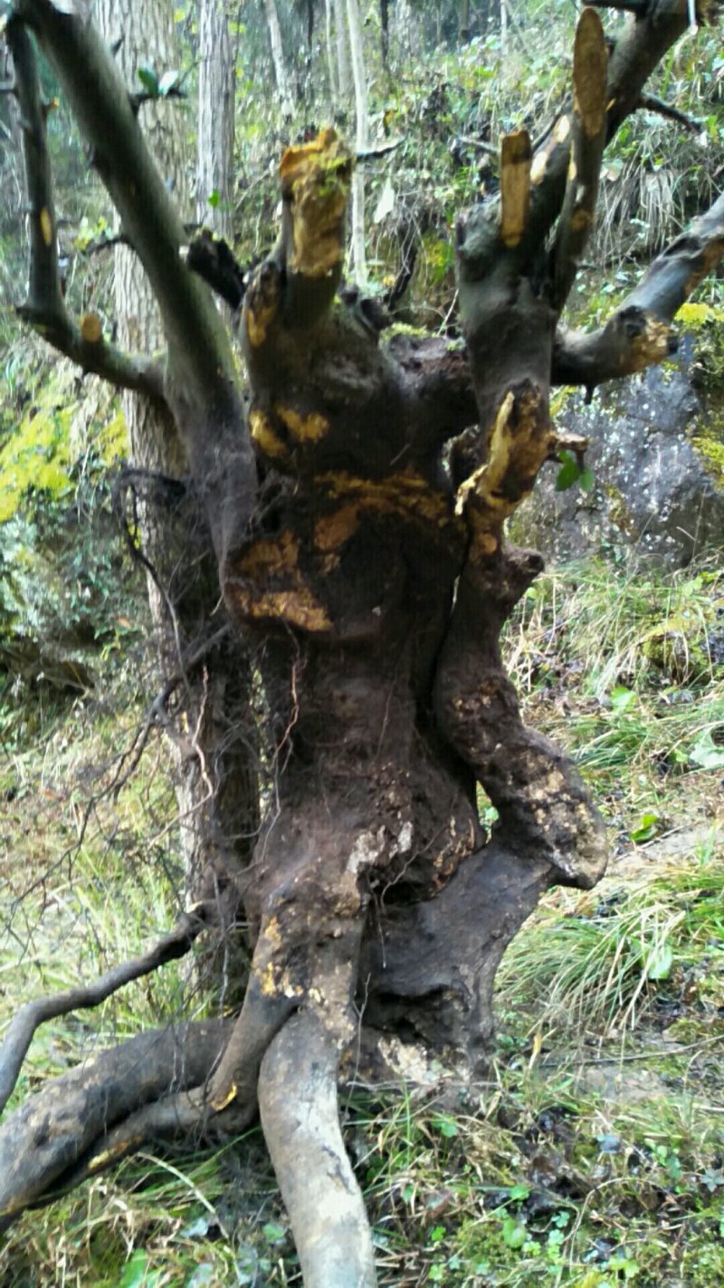 金蛋子下山桩