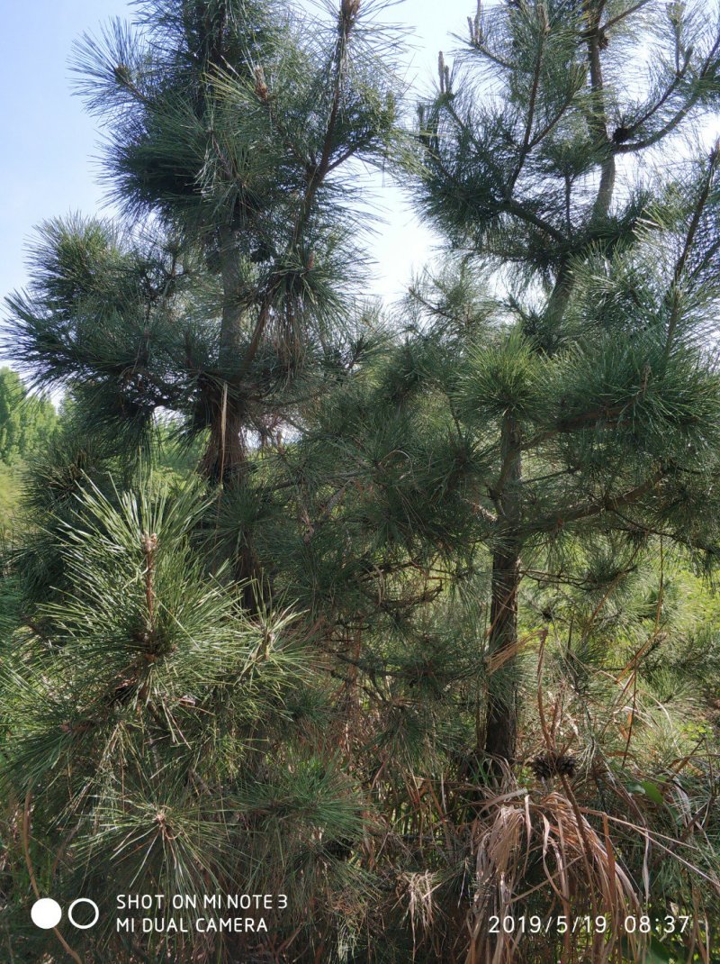 黑松大量出售，邹平市黑松基地，规格齐全价格便宜。