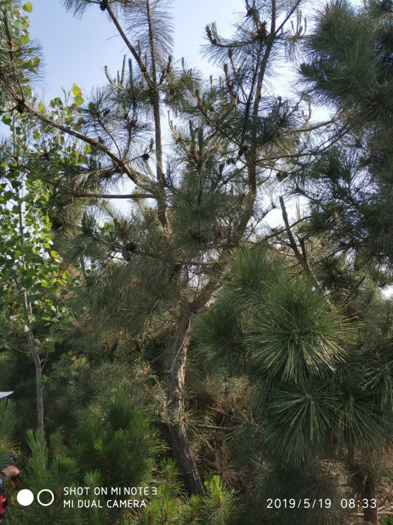 黑松大量出售，邹平市黑松基地，规格齐全价格便宜。