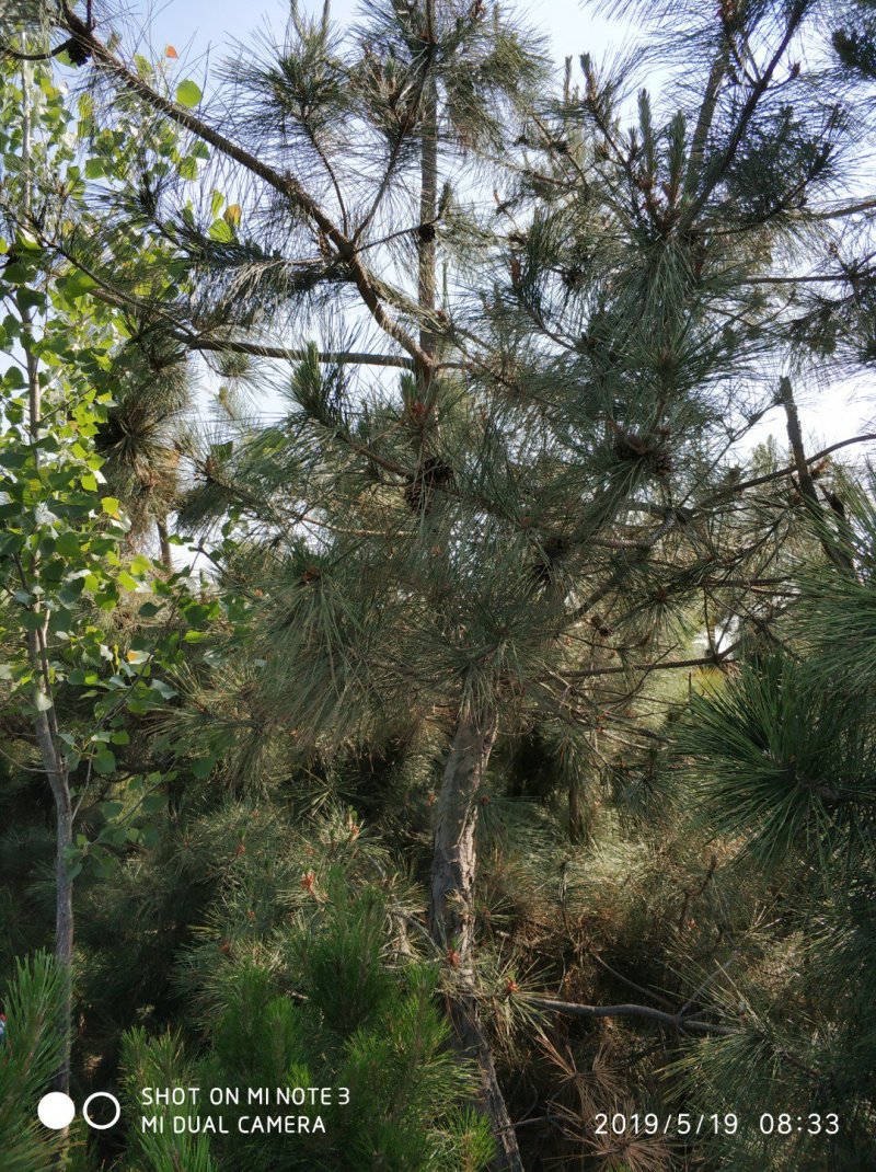 黑松大量出售，邹平市黑松基地，规格齐全价格便宜。