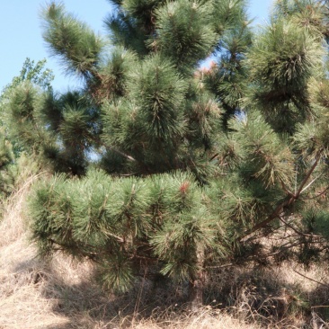 黑松大量出售，邹平市黑松基地，规格齐全价格便宜。