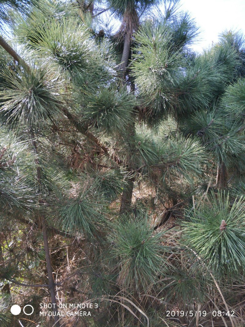 黑松大量出售，邹平市黑松基地，规格齐全价格便宜。